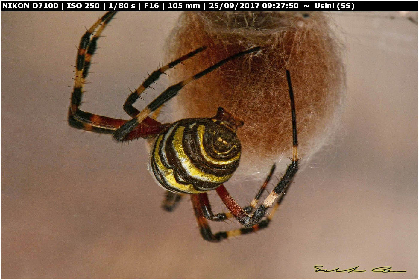 Argiope bruennichi deposizione e costruzione ovisacco